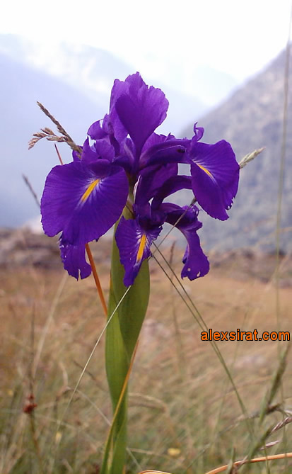 Iris latifolia Val d'Aran