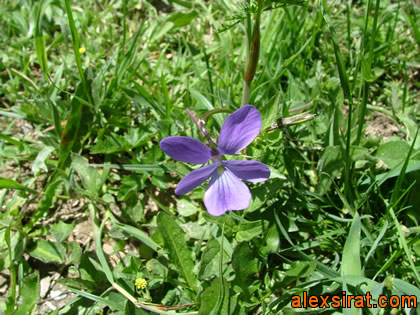 Viola cornuta Pirineos